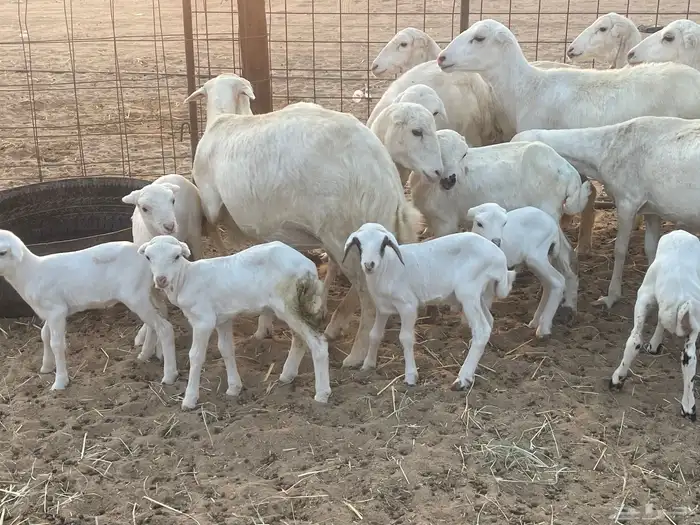 غنم رفيديات ولد ودفع صغار سن تبارك الرحمن تم البيع 8