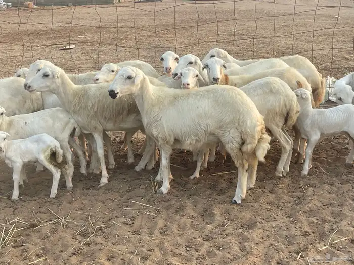 غنم رفيديات ولد ودفع صغار سن تبارك الرحمن تم البيع 2
