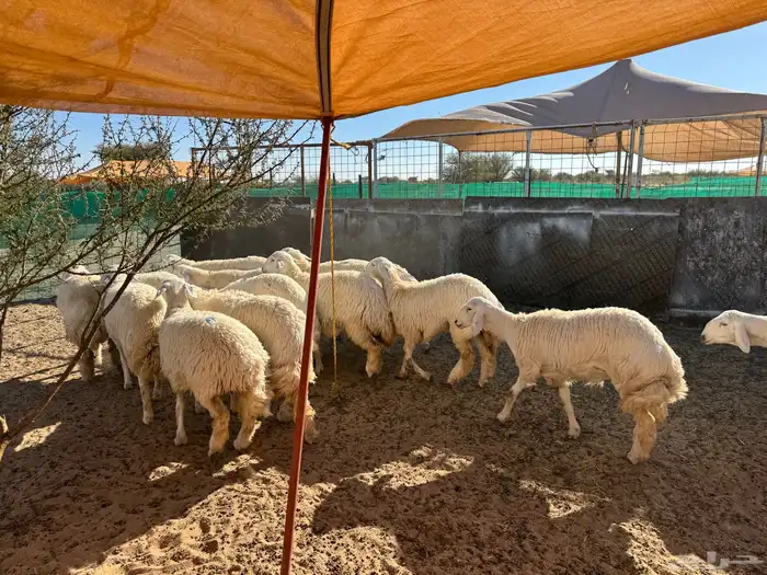 رخال حريه صنف 2