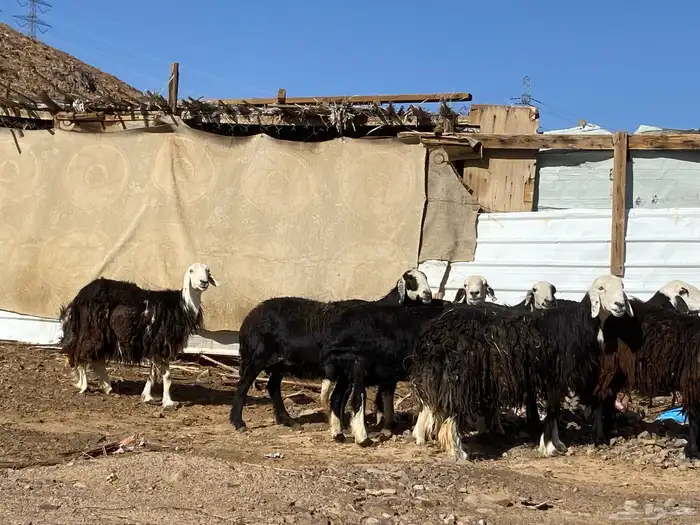 نعاج نجد صنف 30