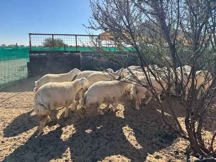 رخال حريه صنف 3