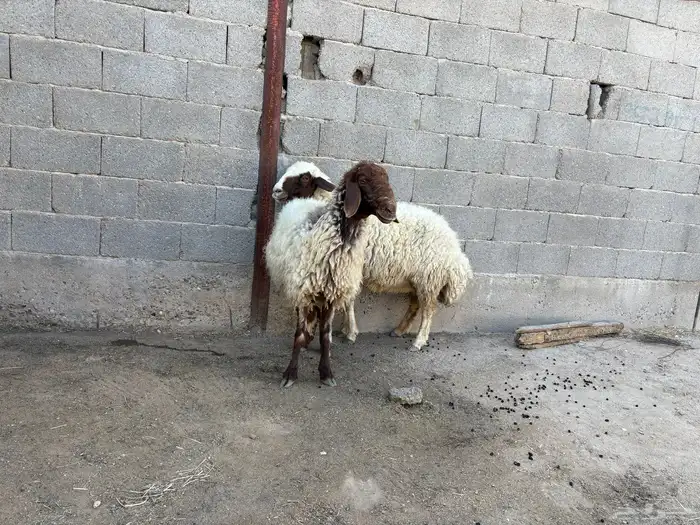 حيل نعيم مقفله عدد 2 حد البيع 1000 0