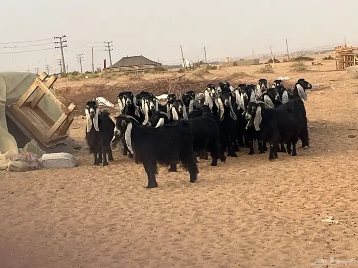 للبيع معزا عواض 0