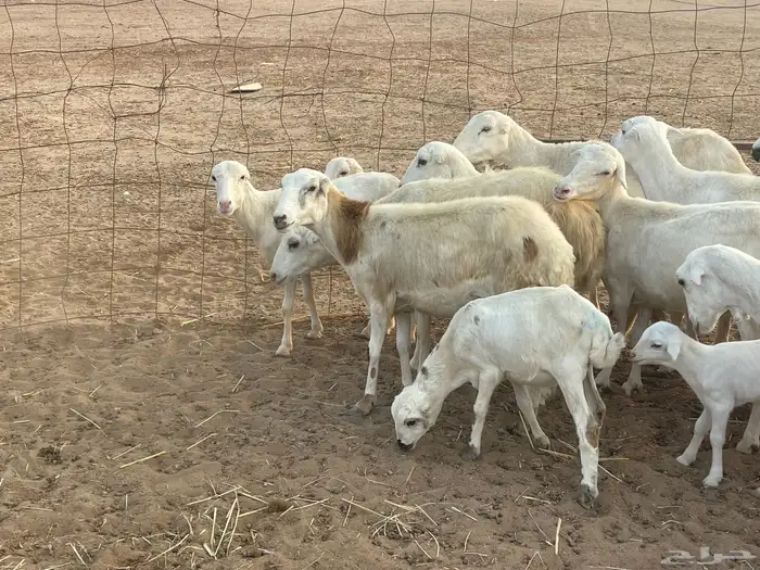 غنم رفيديات ولد ودفع صغار سن تبارك الرحمن تم البيع 4