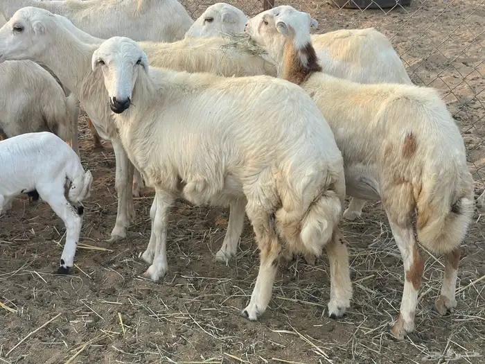 غنم رفيديات ولد ودفع صغار سن تبارك الرحمن تم البيع 0