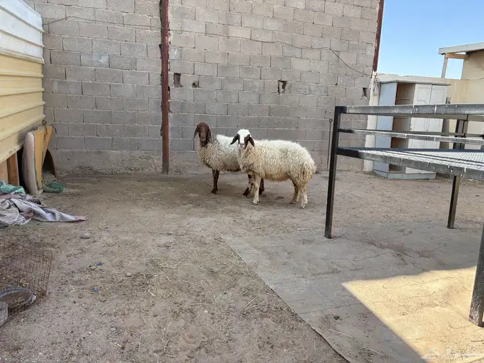 حيل نعيم مقفله عدد 2 حد البيع 1000 3