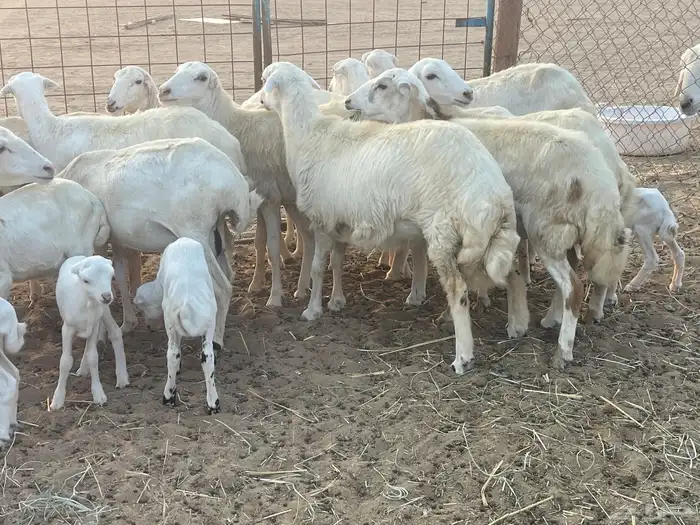 غنم رفيديات ولد ودفع صغار سن تبارك الرحمن تم البيع 1