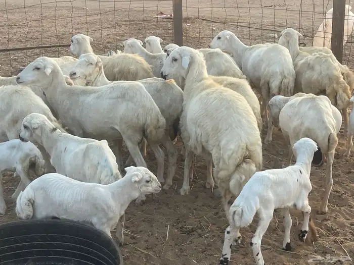 غنم رفيديات ولد ودفع صغار سن تبارك الرحمن تم البيع 7