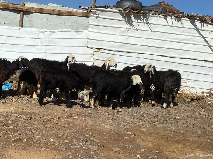 نعاج نجد صنف 35