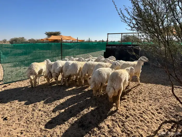 رخال حريه صنف 4