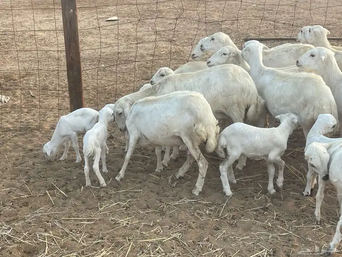 غنم رفيديات ولد ودفع صغار سن تبارك الرحمن تم البيع 5