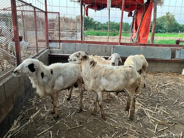 فحول رفيديات 5