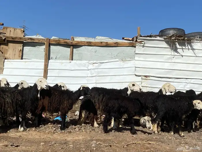 نعاج نجد صنف 29