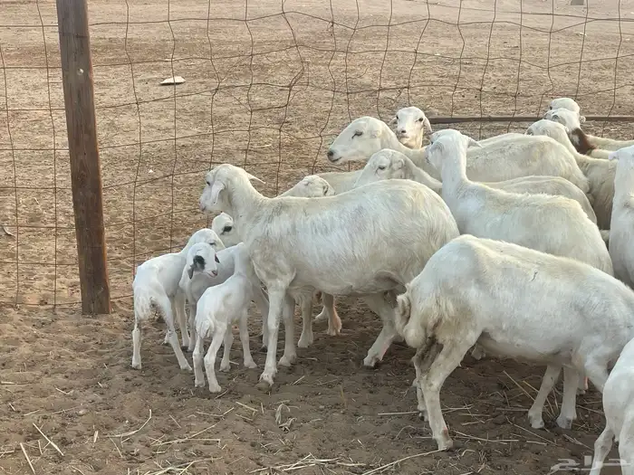 غنم رفيديات ولد ودفع صغار سن تبارك الرحمن تم البيع 13