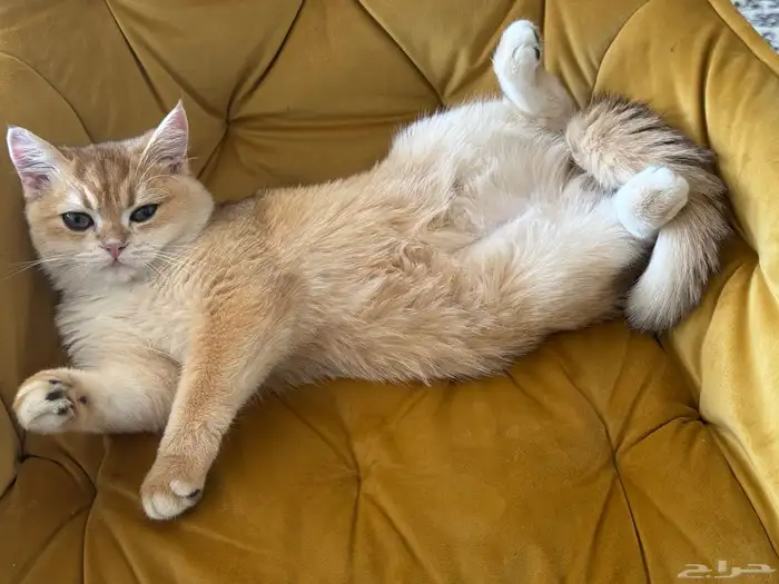 قطة للبيع السعر قابل للتفاوض ذكر سكوتش معقم ومطعم 6