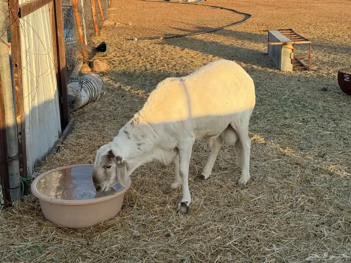 طلي ساكني جبر 2