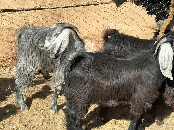 جفار وتيوس 0