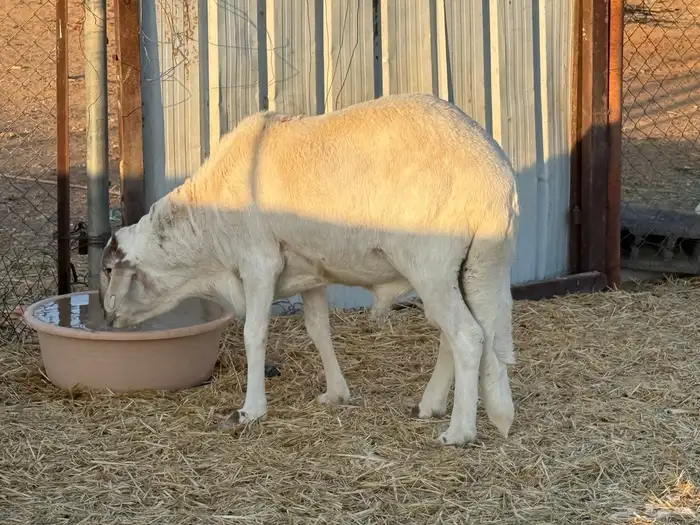 طلي ساكني جبر 0