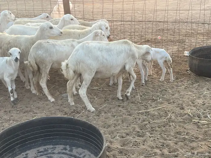 غنم رفيديات ولد ودفع صغار سن تبارك الرحمن تم البيع 6