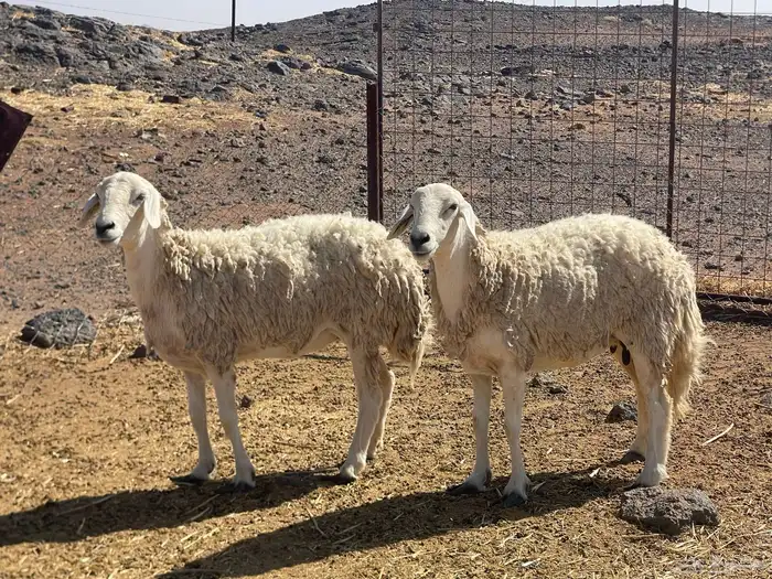 ضأن حريات حيل 1