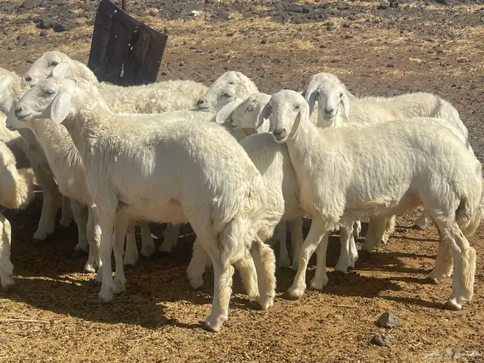 رخال حريات طيبه 1