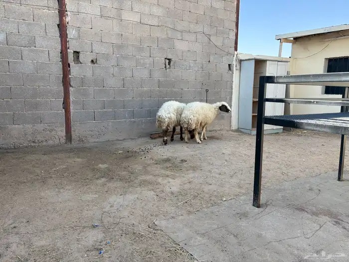 حيل نعيم مقفله عدد 2 حد البيع 1000 1