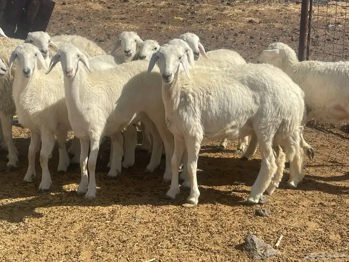 رخال حريات طيبه 0