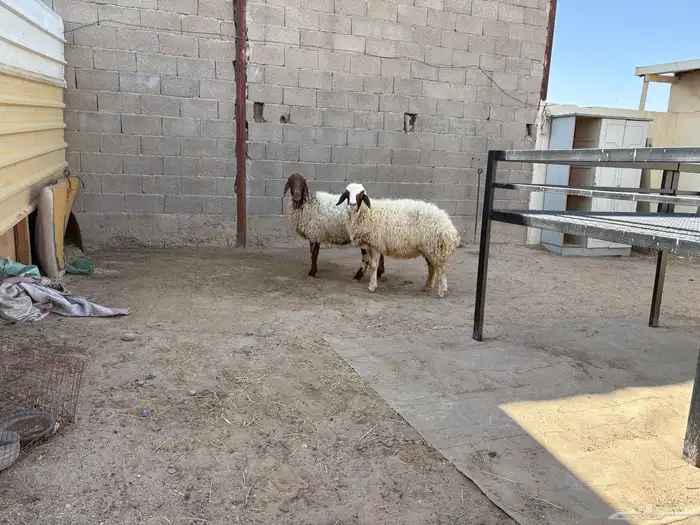 حيل نعيم مقفله عدد 2 حد البيع 1000 2