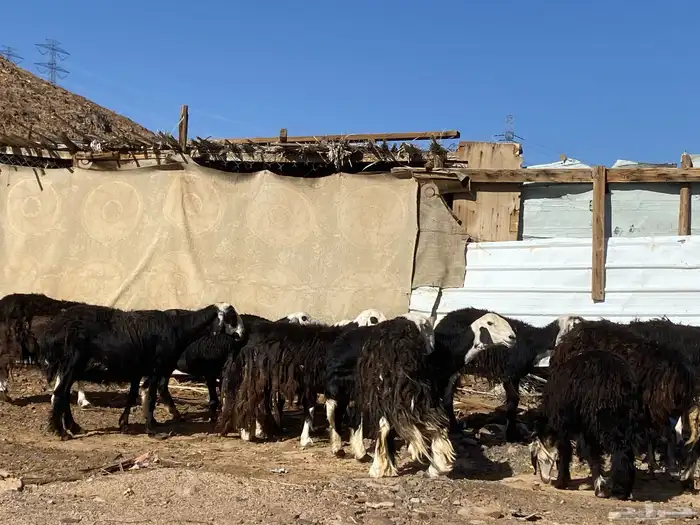 نعاج نجد صنف 32