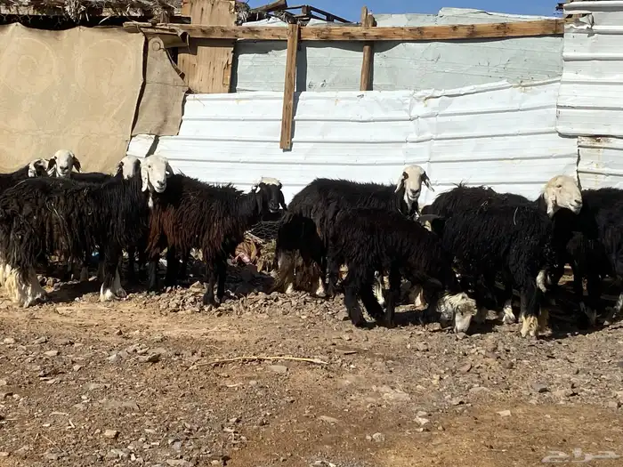 نعاج نجد صنف 26