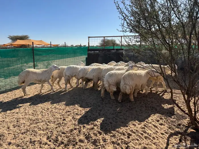 رخال حريه صنف 0