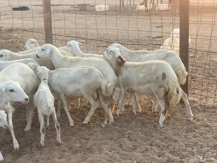 غنم رفيديات ولد ودفع صغار سن تبارك الرحمن تم البيع 11