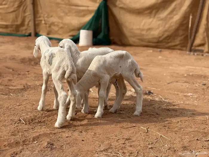 للبيع دواغير 0