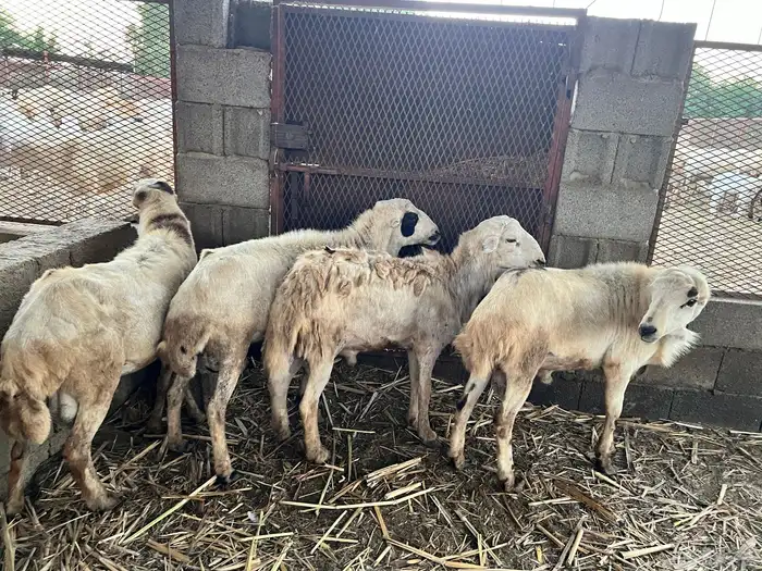 فحول رفيديات 2