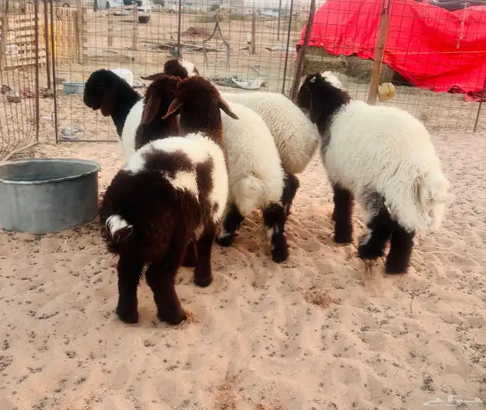 البهم نعيم شحم يوجد توصيل ذبح 0