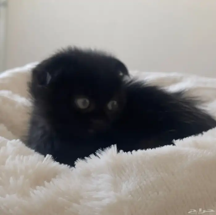 قط مكس سكوتش وشيرازي 1