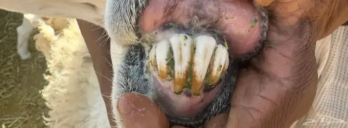 حريه متاوم تحتهت خروفين 1