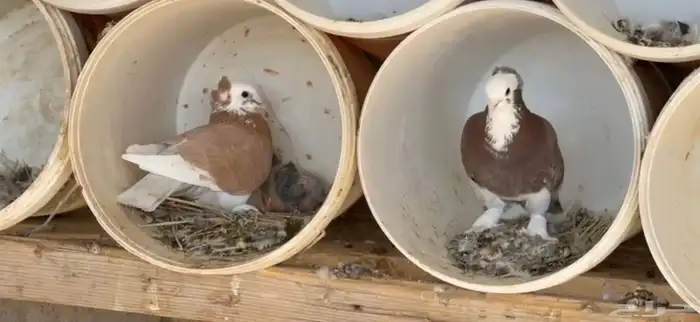 زوجين حب رمان 4