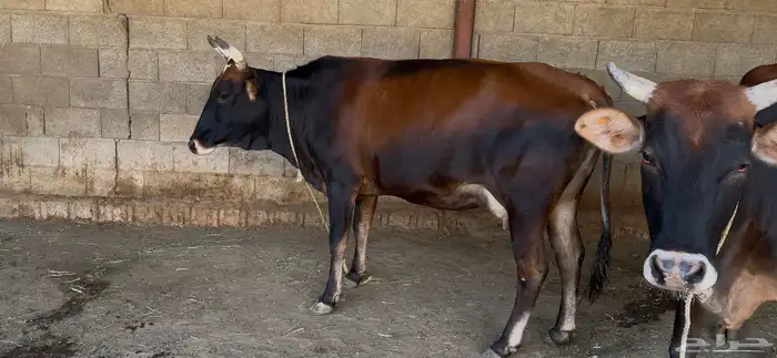 بقرتين جرسيات لقاح 2