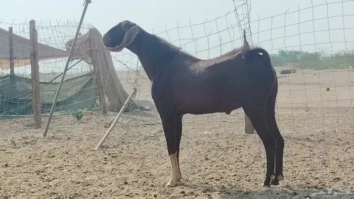 تيس فحل للبيع 2