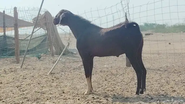 تيس فحل للبيع 5