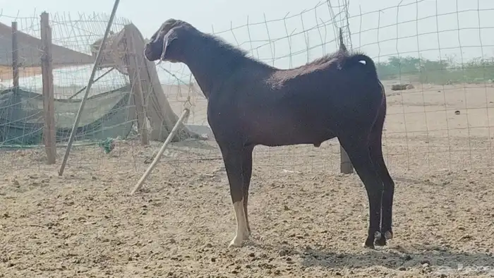 تيس فحل للبيع 0