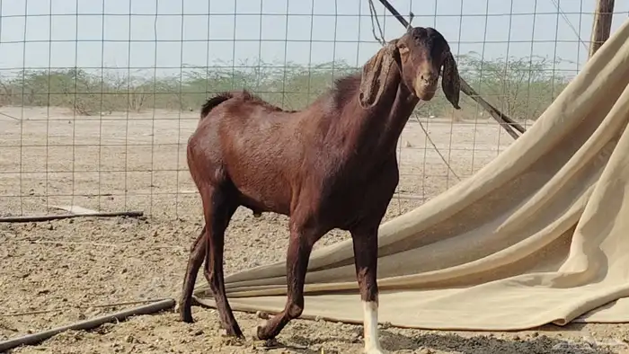 تيس فحل للبيع 4