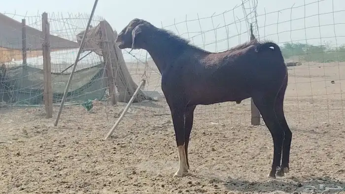 تيس فحل للبيع 1