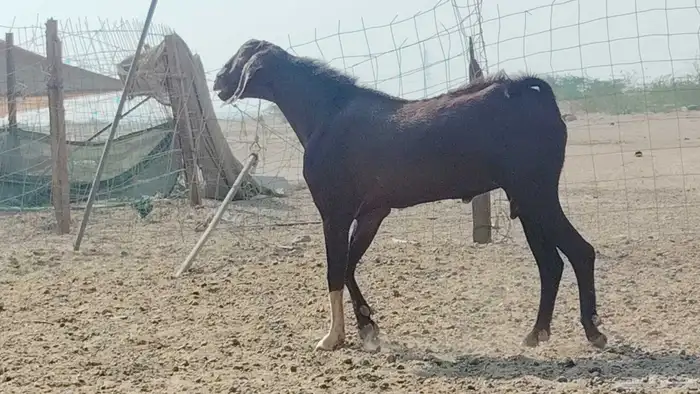 تيس فحل للبيع 3