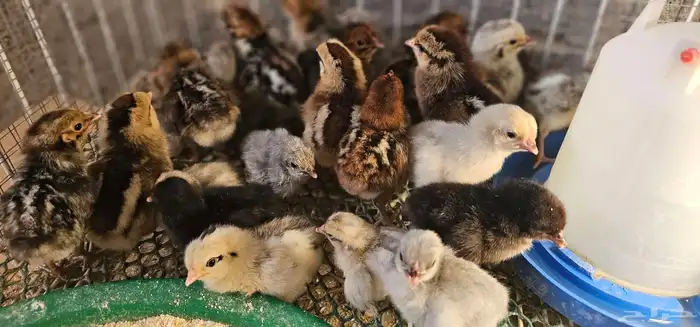 صوص دجاج بلدي وفيومي للبيع 2