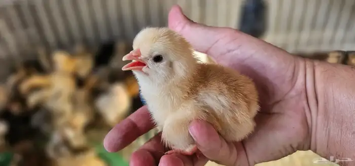 صوص دجاج بلدي وفيومي للبيع 8