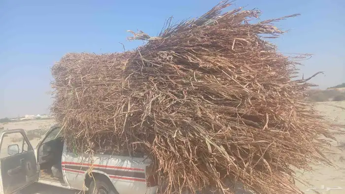 علف موجد لان الباقي ألف عقده الموقع القوز 0