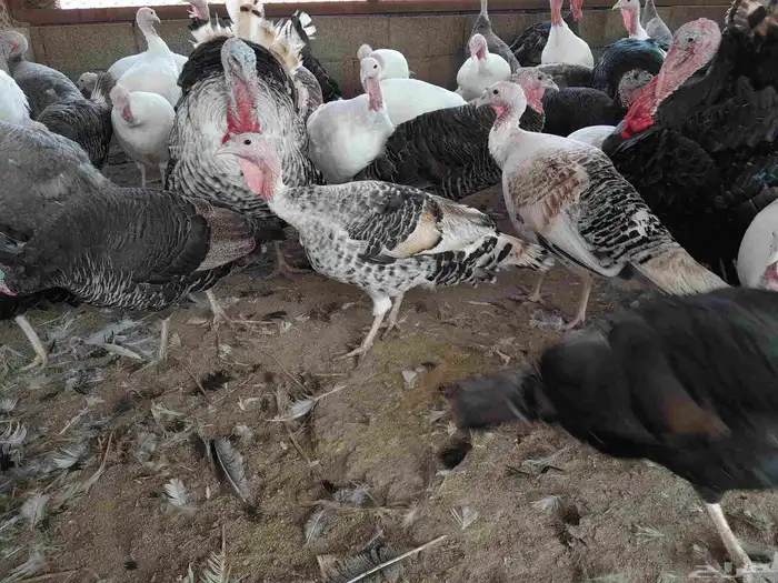 بيض رومي مخصب 3