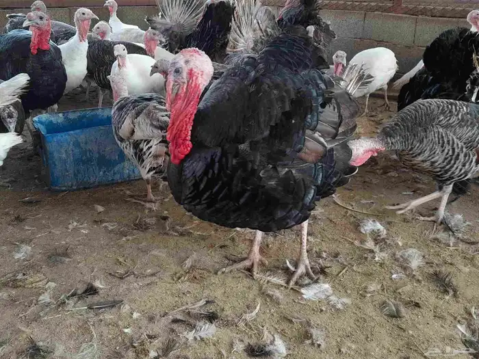 بيض رومي مخصب 5